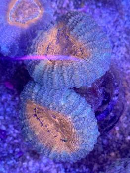 Lobophyllia corymbosa